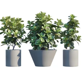 Plant in pots ficus lyrata